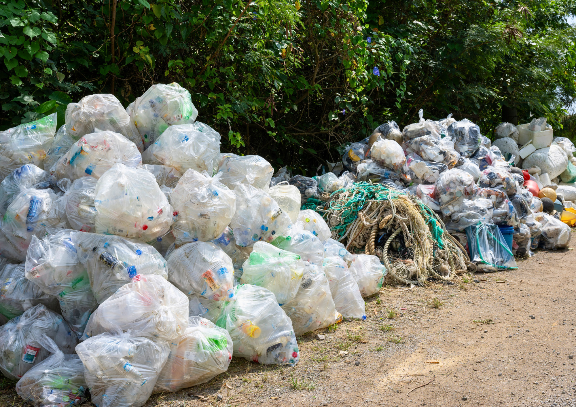 石垣島で「Green &Bluechallenge2026」を実施しました。case01画像 